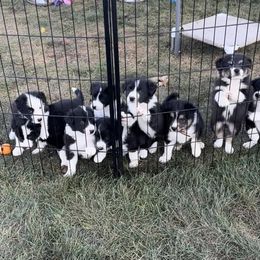 Border Collie Puppies from Gulan Farm Border Collies