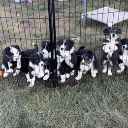 Border Collie Puppies from Gulan Farm Border Collies
