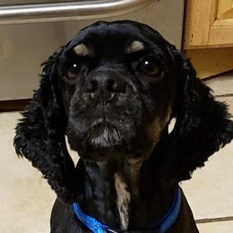 Snoopy - Cocker Spaniel