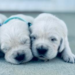 Girl 4 - Light golden female Golden Retriever puppy in Piqua, Ohio from Golden’s of Remington Fields