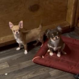 Chihuahua puppies from Heartland Pomeranians and Chihuahuas