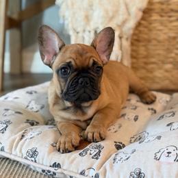 Honey Girl 1 - Fawn female French Bulldog puppy in Miami, Florida from Oceanside French Bulldogs