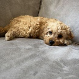 Cavapoo Puppies from Campbell Cavapoos