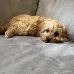 Cavapoo Puppies from Campbell Cavapoos