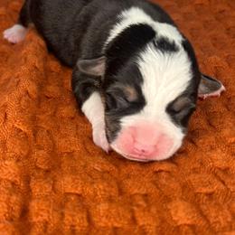 American Corgi and Pembroke Welsh Corgi Puppies from High Cotton Corgis