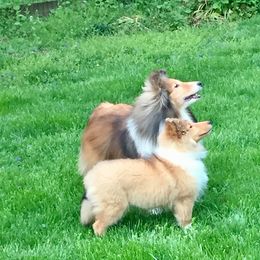 Collie and Shetland Sheepdog Puppies from Clarity
