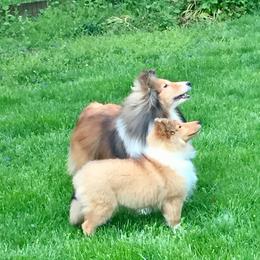 Collie and Shetland Sheepdog Puppies from Clarity