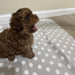 Mark - Brown male Shihpoo puppy in Cedar Springs, Michigan from Pridespoodles