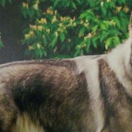 Shiloh Shepherds from RichHill Shiloh Shepherds