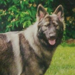 Shiloh Shepherds from RichHill Shiloh Shepherds
