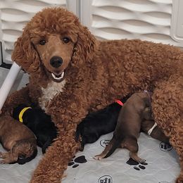 Goldendoodles and Poodles from Loyal Companions of America