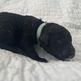 Kibitzer - Black female Sheepadoodle puppy in Buford, Georgia from Guppy Puppies