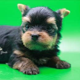 Yorkshire Terrier Puppies from Essence of Grace Yorkies