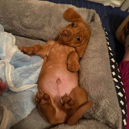 Boy 2 - Red male Dachshund puppy in Sunman, Indiana from Whitney’s Weiners