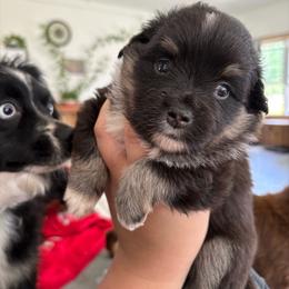 Midnight - Black tri male Toy Australian Shepherd puppy in Quincy, Michigan from Ivy Meadows and Friends