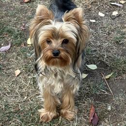 Mia - Blue and gold female Yorkshire Terrier puppy in Portland, Oregon from Bohemian Beauty Yorkshire Terrier
