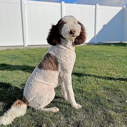 Navy - Bernedoodle