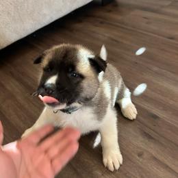 Light blue - Brown brindle male Akita puppy in Las Vegas, Nevada from Ishikawa Akita's