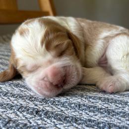 Coconut - Lemon and white male English Springer Spaniel puppy in Kellyton, Alabama from Wildwood