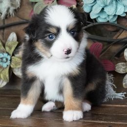 Black Tri Female Most White - Black tri female Miniature Australian Shepherd puppy in Lawton, Oklahoma from Lindsey’s Aussies