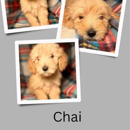 Chai - Apricot female Goldendoodle puppy in Bluefield, Virginia from Love on a Leash