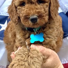 Goldendoodles and Saint Berdoodles from Southern Doodles of Eastern North Carolina