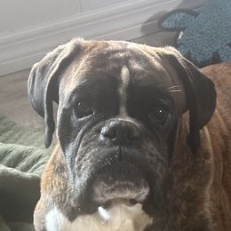 Argos - Boxer