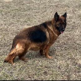 Hela - German Shepherd