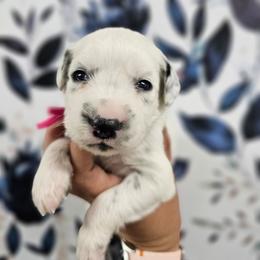 Polly Pocket - White and black female Dalmatian puppy in Gray, Georgia from Fuller Spots