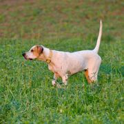 Pointers and Weimaraners from Silvershot Weimaraners and Pointers
