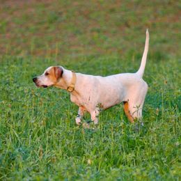 Pointers and Weimaraners from Silvershot Weimaraners and Pointers