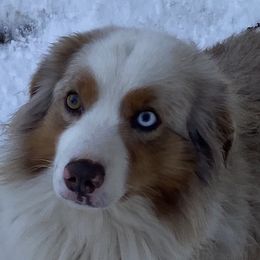 Axel - Miniature American Shepherd