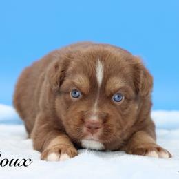 Bali - Red tri male Miniature Australian Shepherd puppy in Weeki Wachee, Florida from Arlington's Mini Aussies