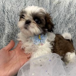 Shih Tzu Puppies from Bay Area Shih Tzu