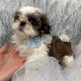 Shih Tzu Puppies from Bay Area Shih Tzu