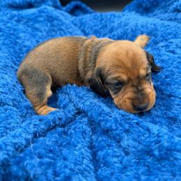 Girl 1 - Wild boar female Dachshund puppy in Spanaway, Washington from 11 Oaks Kennels
