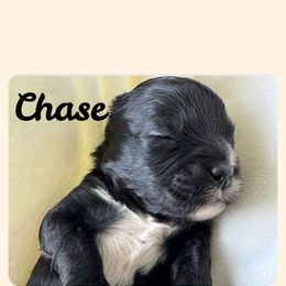 Cavapoo All Grown Up from Carolina Canines