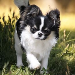 Mr Magoo - Chihuahua