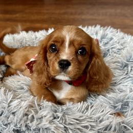 Fawn - Ruby female Cavalier King Charles Spaniel puppy in Mount Dora, Fl, Florida from Breezy Palms Cavaliers
