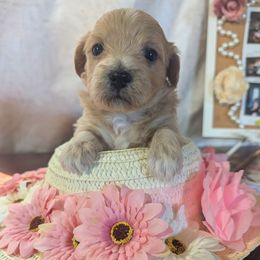 Sugar - Cream female Maltipoo puppy in Boston, Kentucky from MountCarmelPuppies