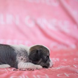 Chinese Crested Puppies from Qilin Chinese Crested