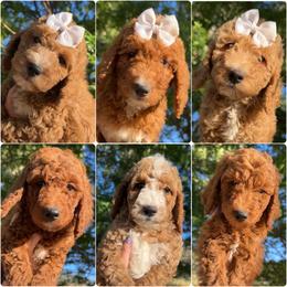 Assorted Doodle Crosses, Goldendoodle, Labradoodle, and Poodle Puppies from Ruff Country Doodles