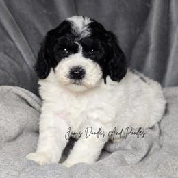 Ice - Black and white female Sheepadoodle puppy in Cleveland, Georgia from Jam's Doodles And Poodles