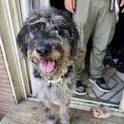 Fanci - Merle female Double Doodle puppy in Everett, Washington from Big Top Doodles