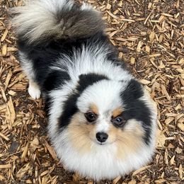Fidget - Pomeranian