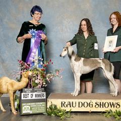 Saluki All Grown Up from Hayat Salukis