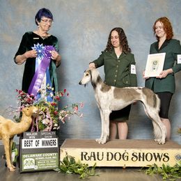 Saluki All Grown Up from Hayat Salukis