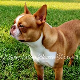 Rip - Boston Terrier