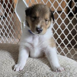 Marley - Sable male Collie puppy in Temple, Pennsylvania from Rimma's Pawfect Collies