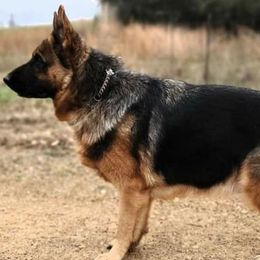 German Shepherds from NORTH American Disaster Response Training
